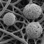 ����� �� ��������