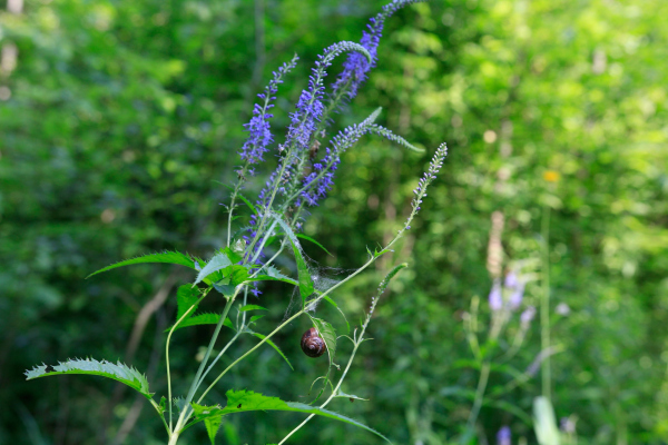 Valley of the Setun River in the area of Gzhatskaya street. Creeping speedwell (Veronica repens) Copyright: Photograph: Archi.ru