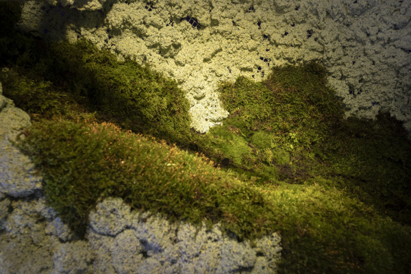  The Other Side of the Hill (   )   Marco Zorzanello,      