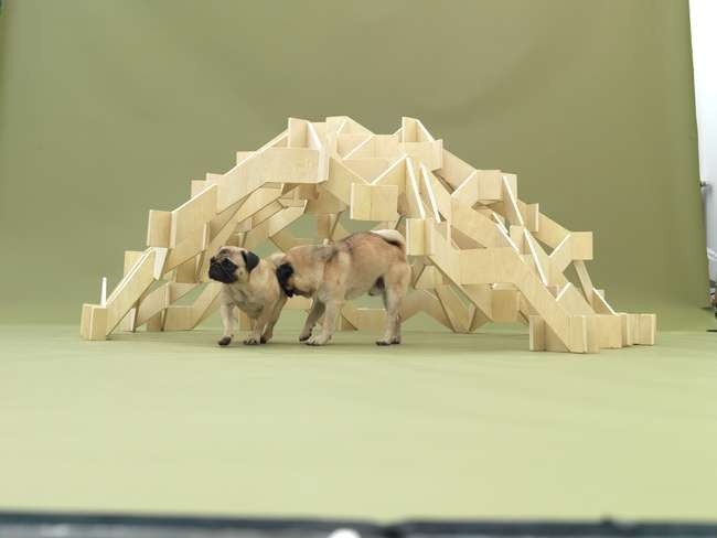    .  Architecture for Dogs