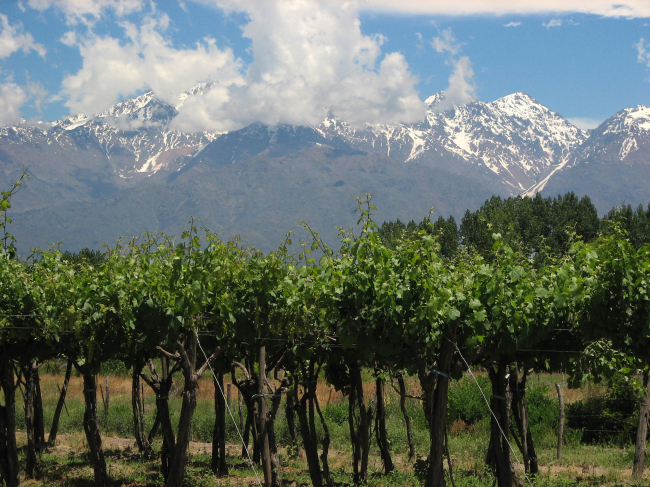 ������������ � ��������� �������. ����: www.montesquieuwinelovers.com