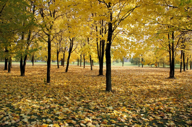 ���� ���������. ������������ ���������. ��������: ru.wikipedia.org