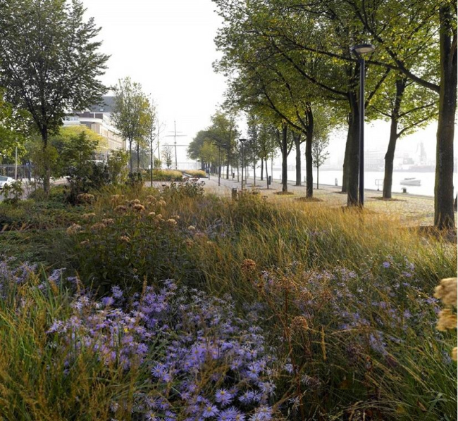 OKRA � ��� �������. ���������� ���������� � ����������