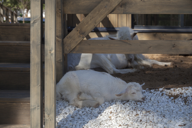 The house for master classes. Urban farm at VDNKh, 1st phase. WOWhaus Bureau. Photograph � Dmitry Chebanenko