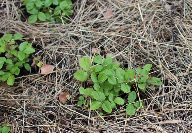 Strawberries on the beds of Urban Farm at VDNKh. Photograph  Julia Tarabarina, Archi.ru