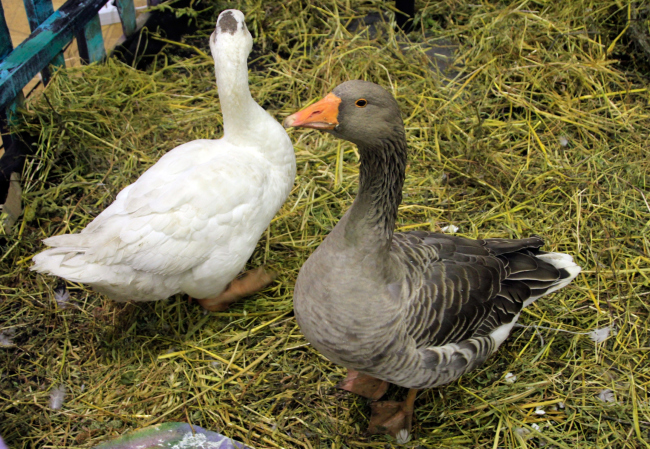 ���� ����� ������� ��������. ���������� 2015�. ���������� � ���� ����������, ����.��