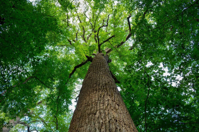 ����������� ������������� ������������ ���������� ����������� ��������