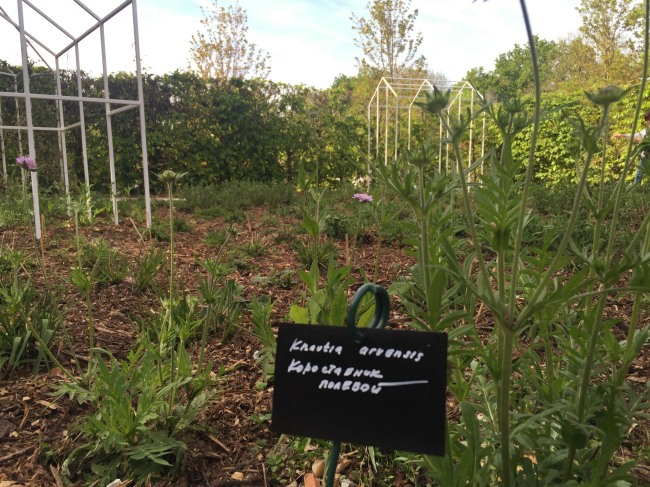 ��������� ���. ������ �����-���-����, �������, ��� 2016 � �8 ����� � Alphabet City