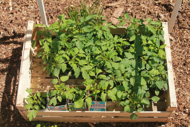 ��������� ���. ������ �����-���-����, �������, ��� 2016 � �8 ����� � Alphabet City