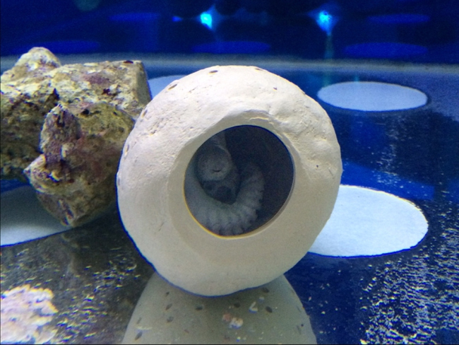 ������� �������. ��� ��� ���������. �������: ���� ��� �������, 1 ���� � ����