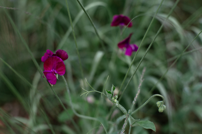  .  --, ,  2016  8   Alphabet City,   