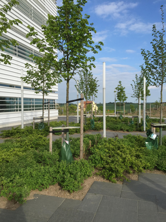 ���� ���������� ����������� MAX IV  � Snøhetta