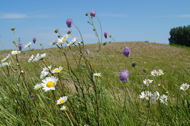 ���� ���������� ����������� MAX IV � Cecilia Holm