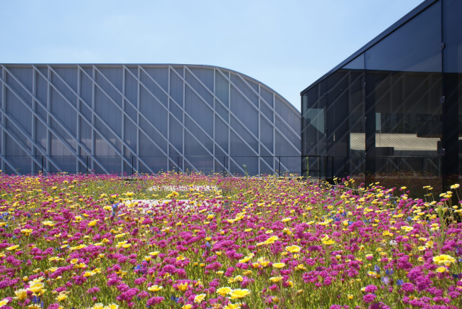 �������� ������ �����-����� � Sergio Grazia