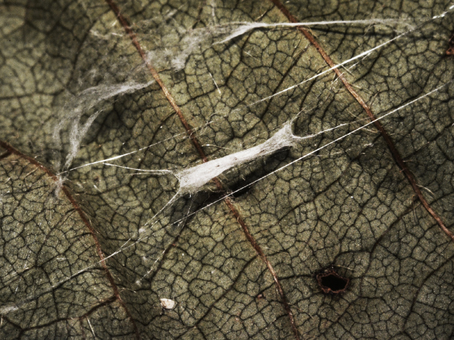 �������� ICD/ITKE 2016-2017 � ICD/ITKE