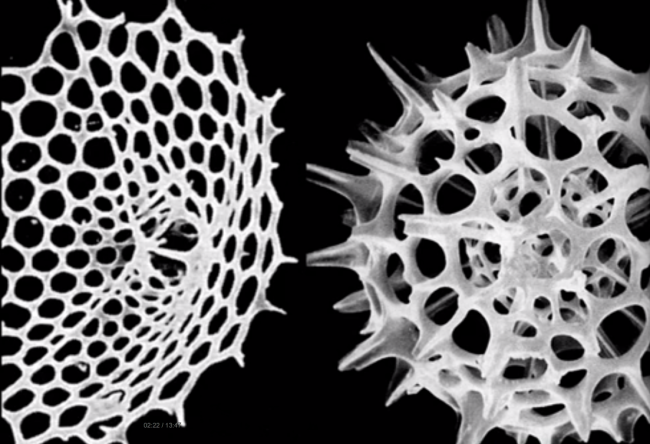 ����������� ������������� ����