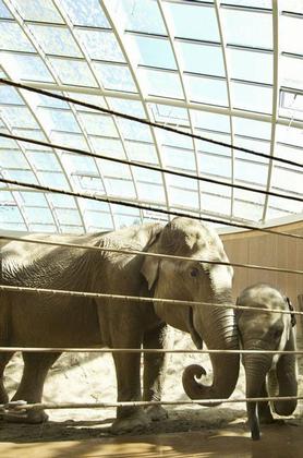 «Дом слонов» в Копенгагенском зоопарке. Фото © Richard Davies