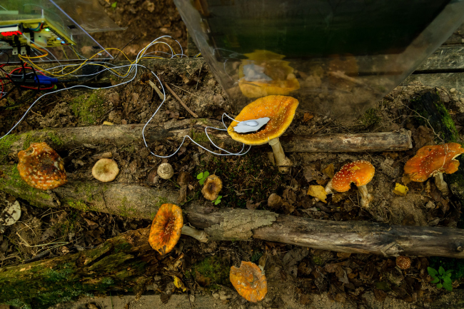 ����� �WWW" World Wooden Web�.����� ����� ��������� ������ ��������� ������������� ��������