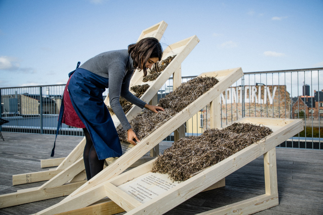 ������ ������������ �� ������� ���������� / Seaweed Architecture