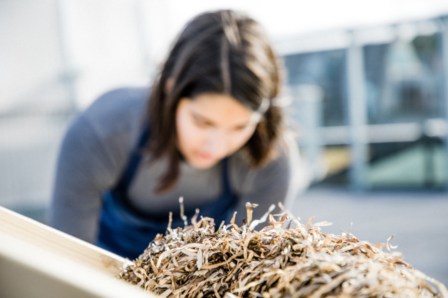 ������ ������������ �� ������� ���������� / Seaweed Architecture
