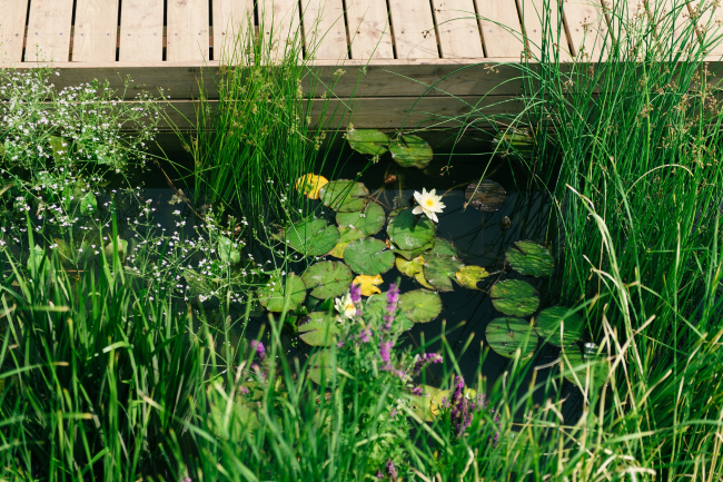 ���������� ����� �����, ������