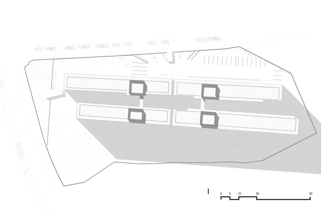 ����� �������� Amani