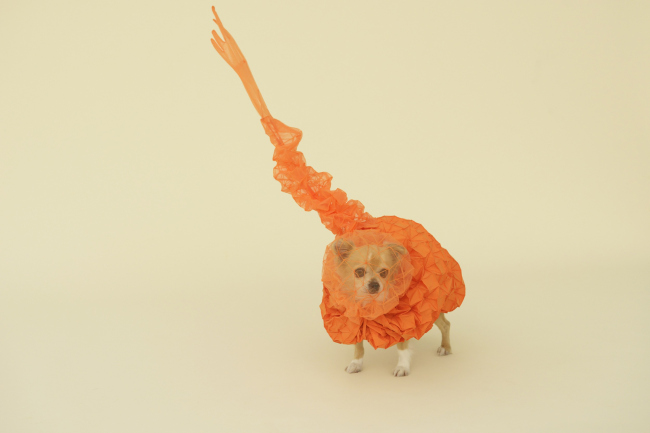 ������� ��� �������� (Chihuahua Cloud) ��  Reiser + Umemoto ������ ������������ ��� �����