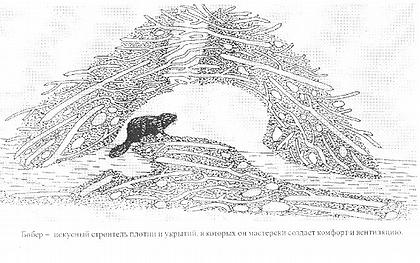 Бобр - искуссный строитель плотин и укрытий в которых он мастерски создает комфорт и вентиляцию. Бобр - искуссный строитель плотин и укрытий в которых он мастерски создает комфорт и вентиляцию.