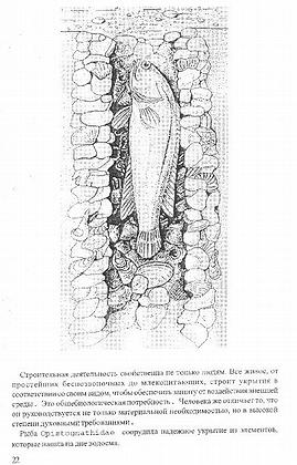      .  ,    ,       ,       .   .    ,       ,      .
 Opistognathidae     ,     .