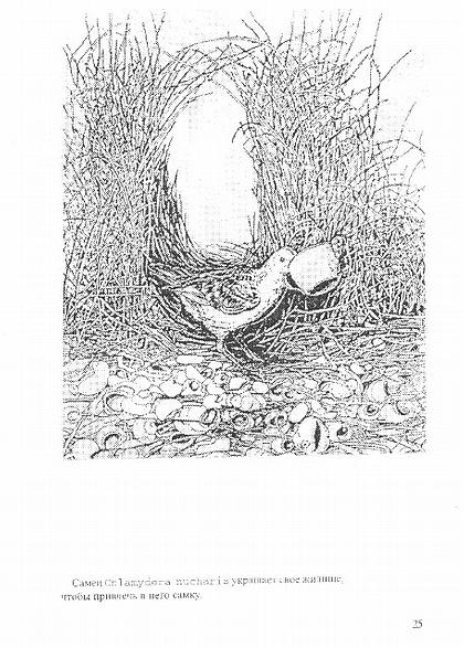 ����� Onlamidora nucharis �������� ���� ������, ����� �������� � ���� �����.