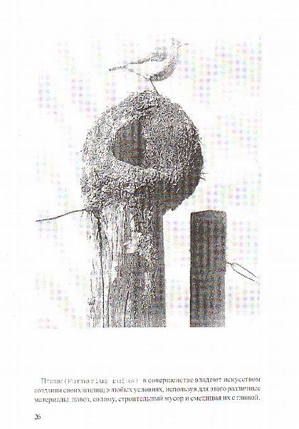 ����� (Furnarius rufus) � ������������ ������� ���������� �������� ����� ����� � ����� ��������, ��������� ��� ����� ��������� ���������: �����, ������������ ����� � �������� �� � ������.