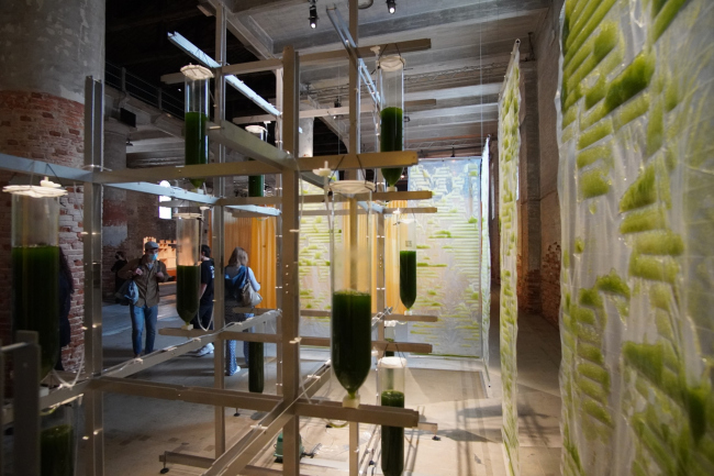 BIT.BIO.BOT. ������������ ����������� ������������������ �����������, ecoLogic Studio, ��������������, �������