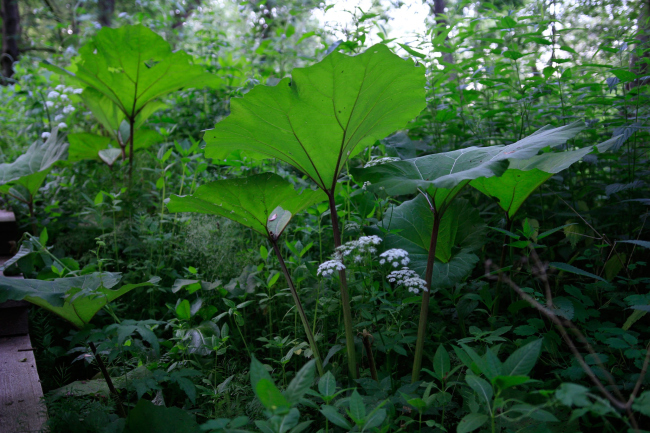 ����� �������, ��������� �������� ����� ���������, ������� ������� ������������