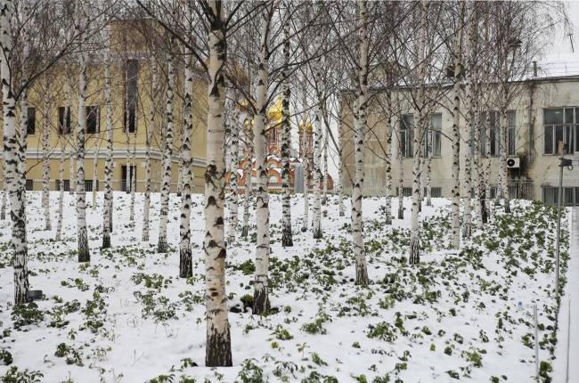 The birch grove obscures the view of the new facade of the poer station (on the left); behind it loom the golden domes of the neighboring 17th century Moscow church, Nicholas on Bersenevka. GES-2, House of Culture of V-A-C foundation  / 03.12.2021 