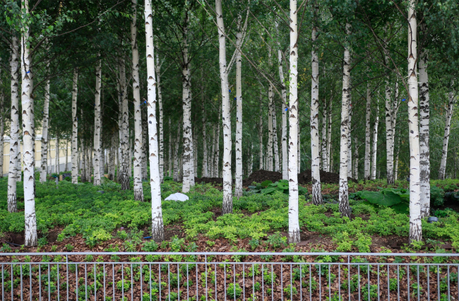 The birch trees from the nursery are 25 years old but they look older, and they are really numerous. GES-2, House of Culture of V-A-C foundation  / 03.12.2021 