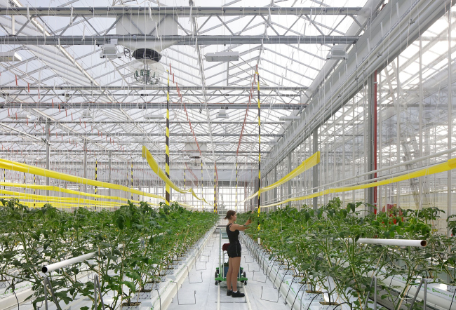 ��������� ������� �� ����� Agrotopia; ��������, �������