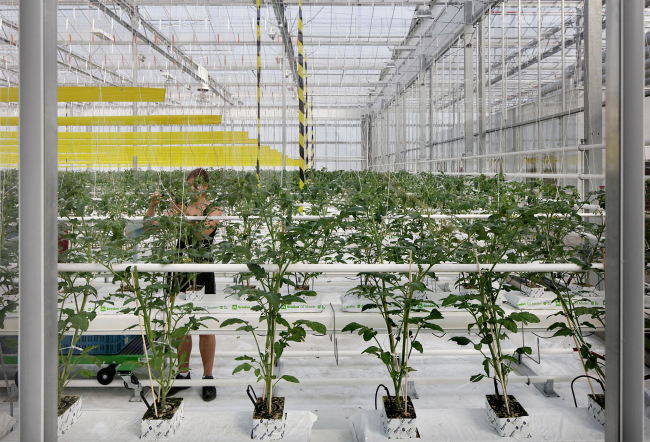 ��������� ������� �� ����� Agrotopia; ��������, �������