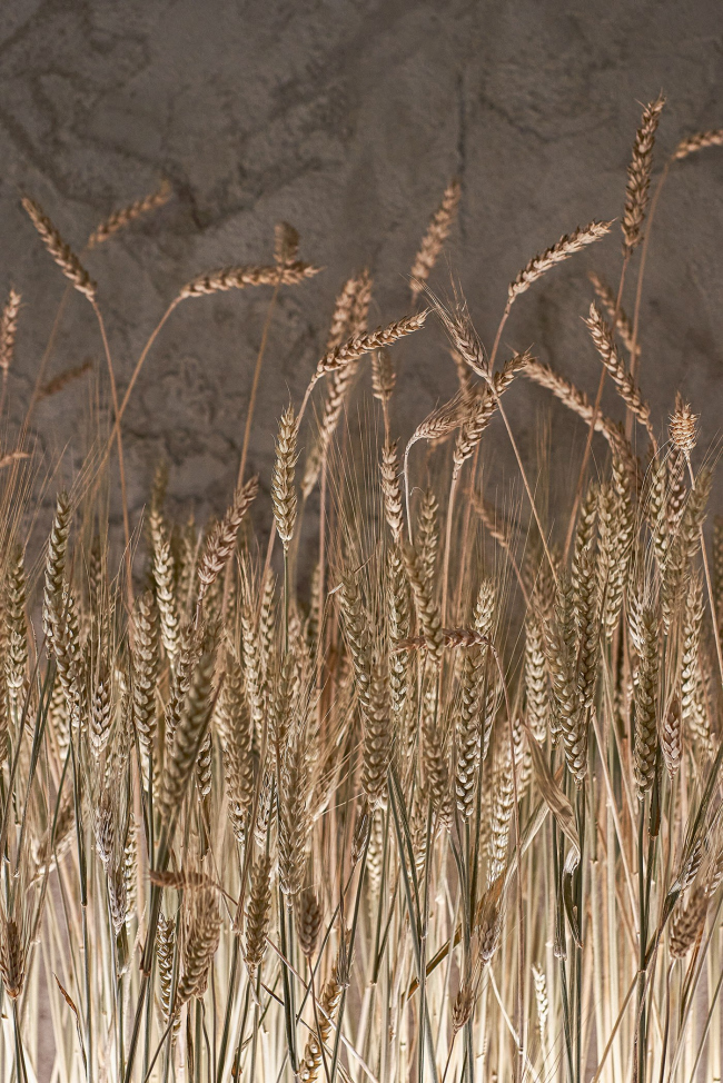 �������� �All Grain�. ������