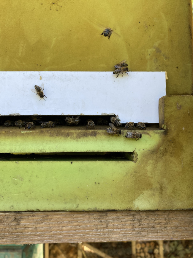 ���� �����