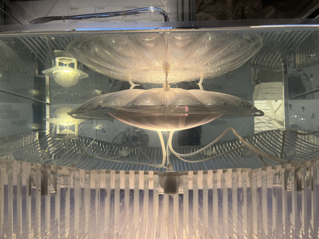 XIX ������������� �������� �������, 2025. ����������� ���������� � ��������