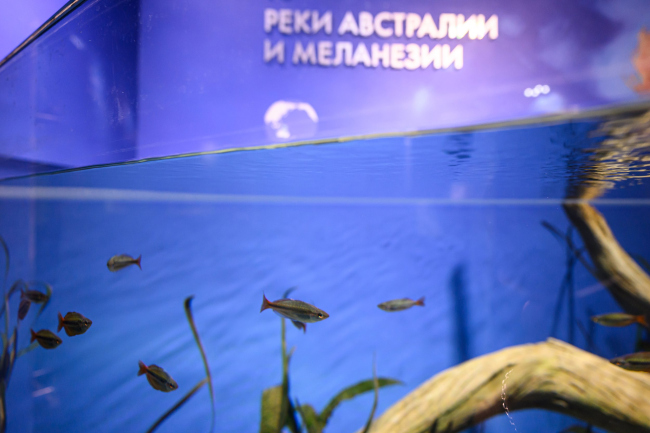 Экспозиционно-образовательный центр Планета Океан. Гидробионты эоц Экспозиционно-образовательный центр Планета Океан. Гидробионты эоц