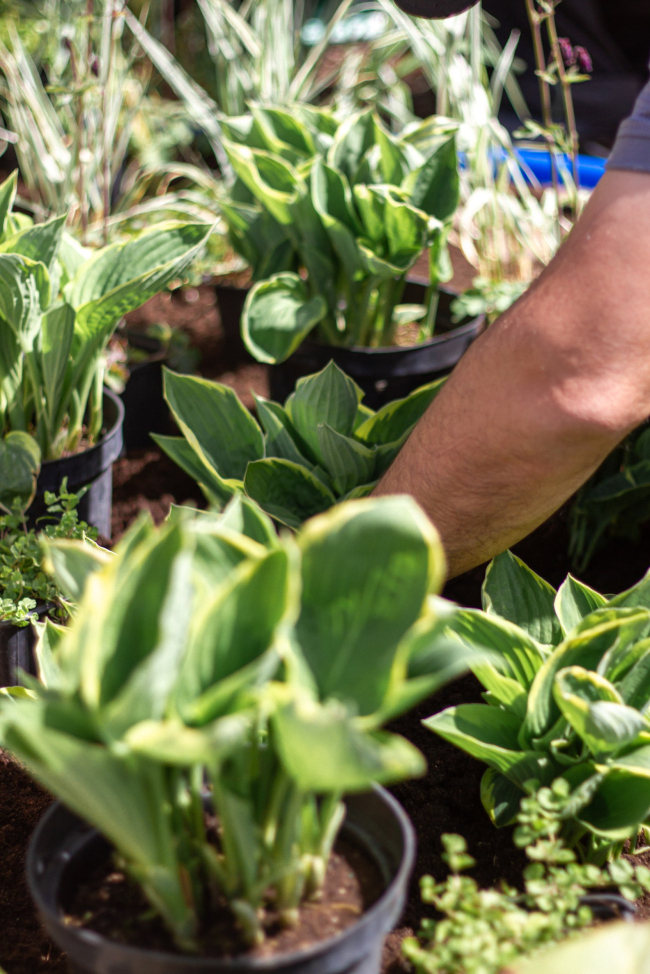 ������ ������