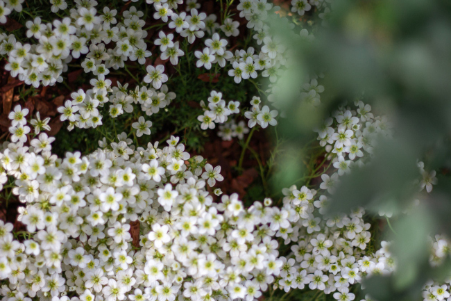 ������ ������