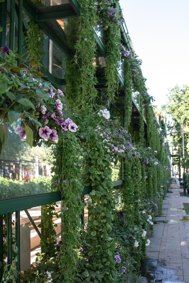 ������ ������