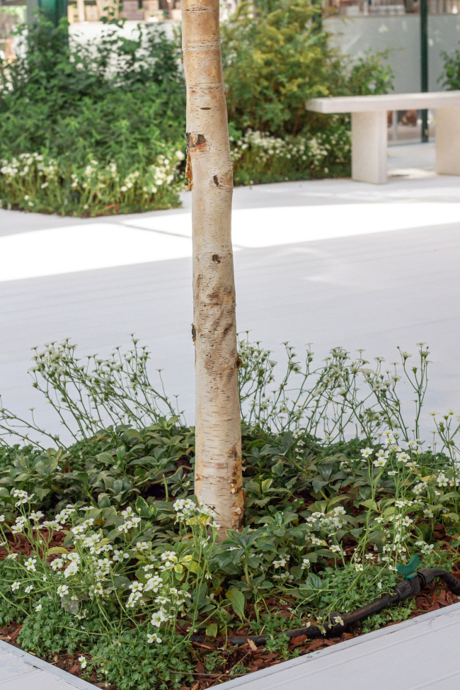 ������ ������