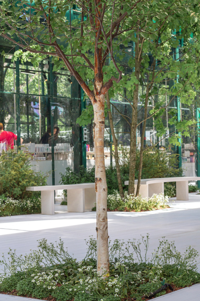 ������ ������