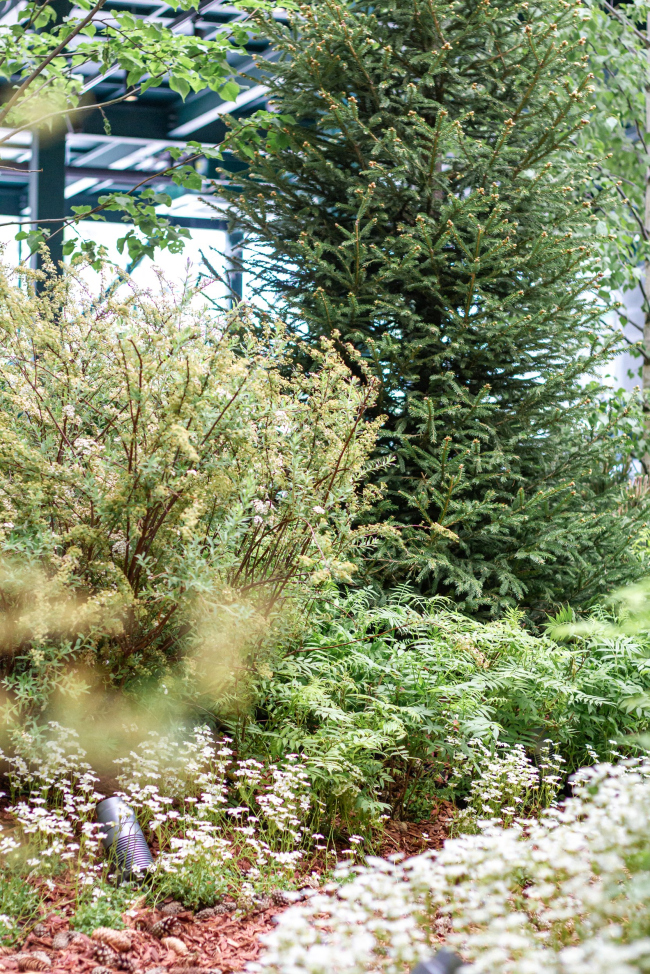 ������ ������