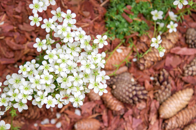 ������ ������