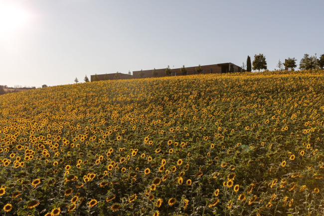 ���������� ������� Mancini Pastificio Agricolo