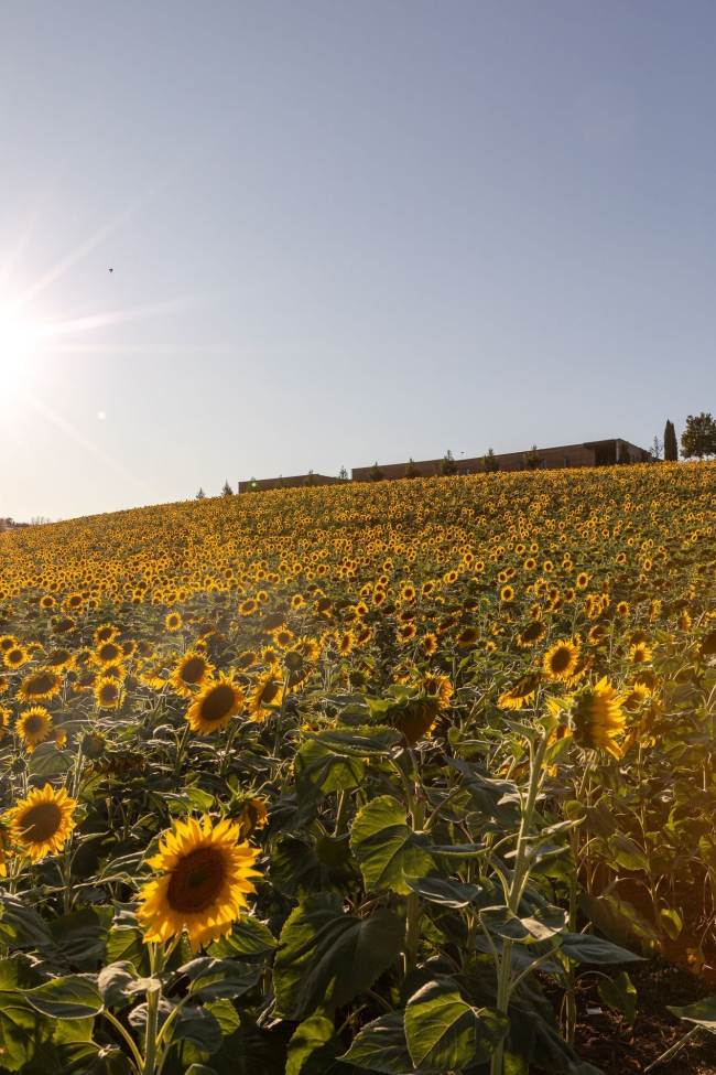 ���������� ������� Mancini Pastificio Agricolo